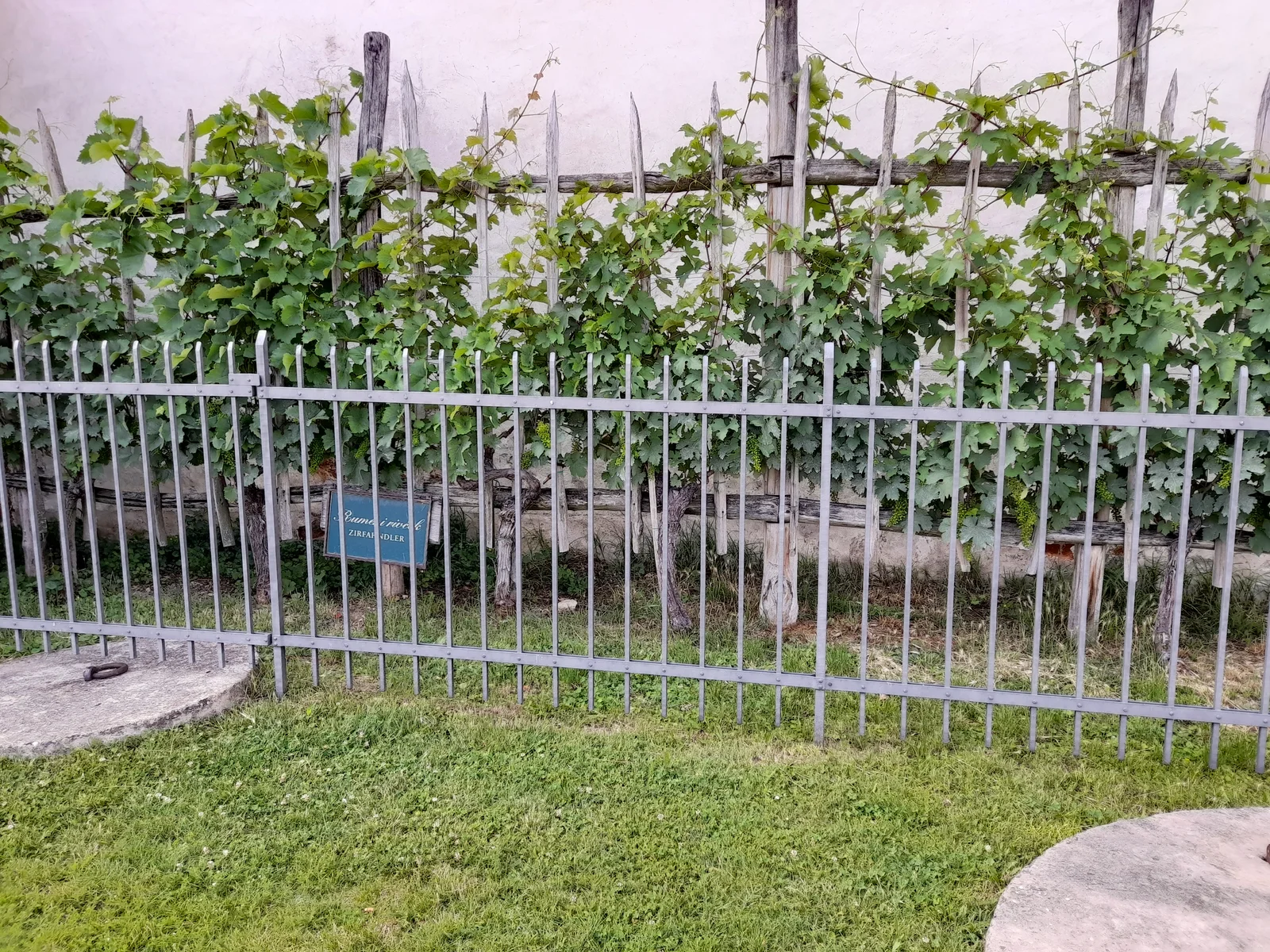 A leafy grapevine on wooden supports against a pale wall behind a metal fence.